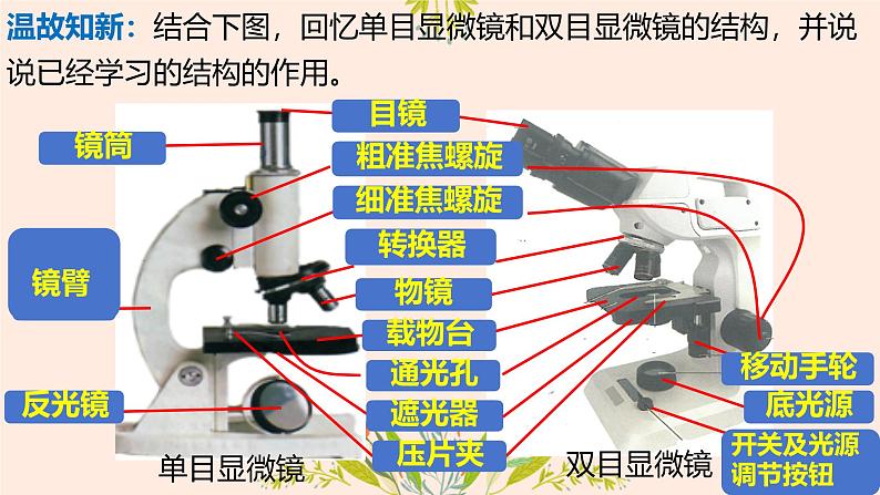 初中  生物  人教版（2024）  七年级上册  第一单元 生物和细胞  第二章 认识细胞  第一节 学习使用显微镜 课件02