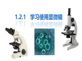 初中  生物  人教版（2024）  七年级上册  第一单元 生物和细胞  第二章 认识细胞  第一节 学习使用显微镜 课件