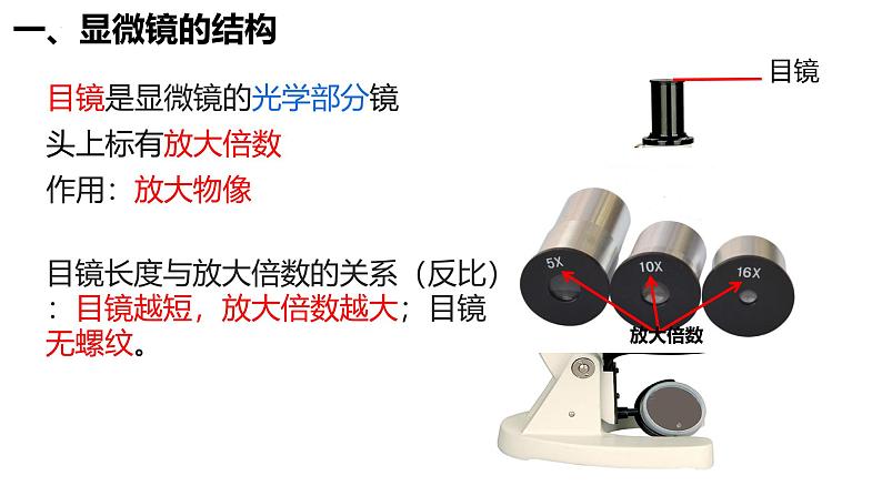 初中  生物  人教版（2024）  七年级上册  第一单元 生物和细胞  第二章 认识细胞  第一节 学习使用显微镜 课件第8页