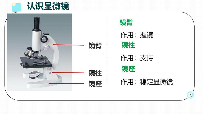 初中  生物  人教版（2024）  七年级上册  第一单元 生物和细胞  第二章 认识细胞  第一节 学习使用显微镜 课件第8页