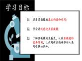 初中  生物  人教版（2024）  七年級(jí)上冊(cè)  第一單元 生物和細(xì)胞  第二章 認(rèn)識(shí)細(xì)胞  第一節(jié) 學(xué)習(xí)使用顯微鏡 課件