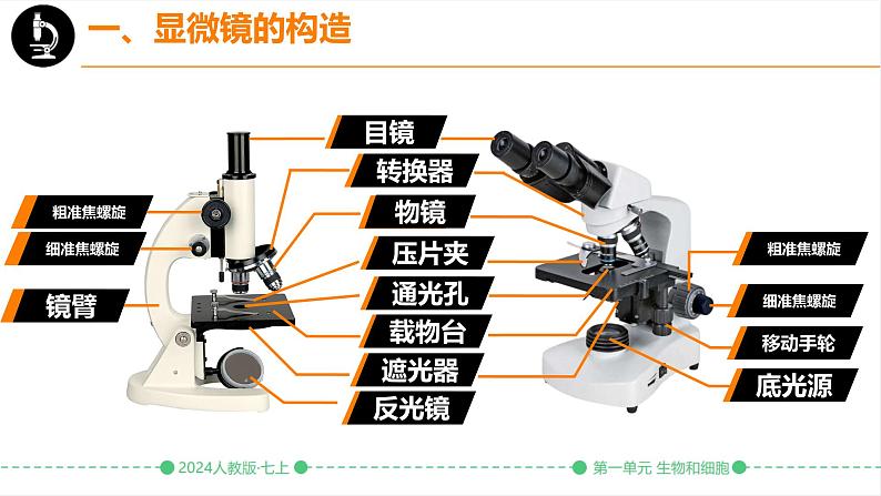 初中  生物  人教版（2024）  七年级上册  第一单元 生物和细胞  第二章 认识细胞  第一节 学习使用显微镜 课件第4页