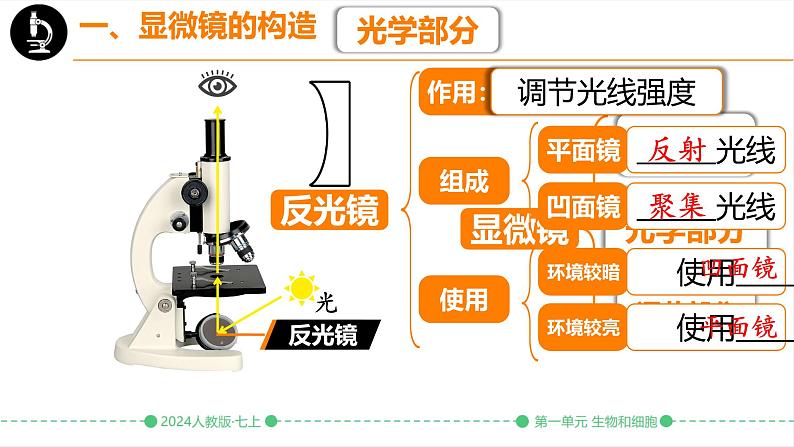 初中  生物  人教版（2024）  七年级上册  第一单元 生物和细胞  第二章 认识细胞  第一节 学习使用显微镜 课件第6页
