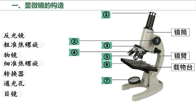 初中  生物  人教版（2024）  七年级上册  第一单元 生物和细胞  第二章 认识细胞  第一节 学习使用显微镜 课件第3页