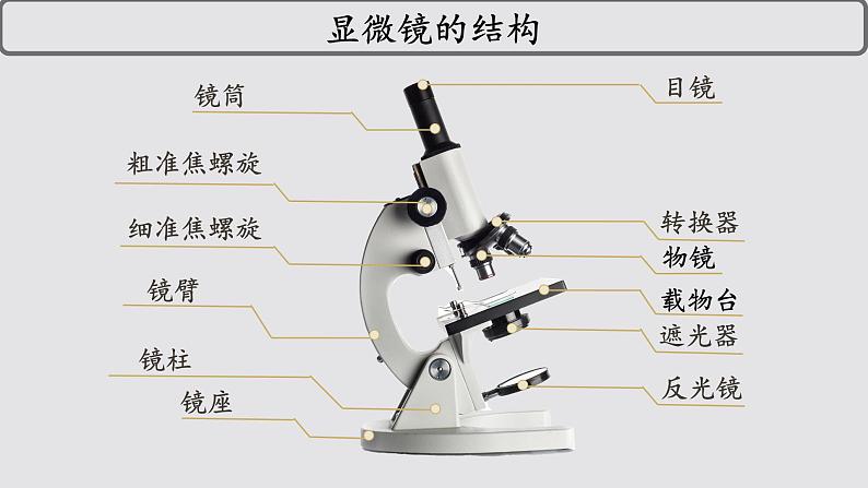 初中  生物  人教版（2024）  七年级上册  第一单元 生物和细胞  第二章 认识细胞  第一节 学习使用显微镜 课件第4页