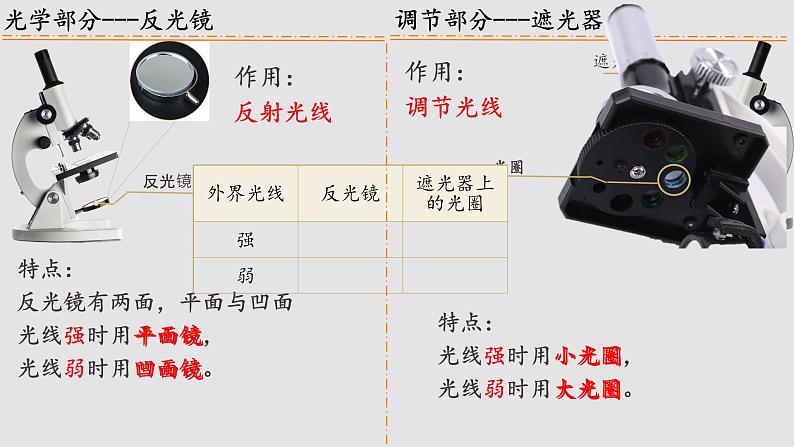 初中  生物  人教版（2024）  七年级上册  第一单元 生物和细胞  第二章 认识细胞  第一节 学习使用显微镜 课件第6页