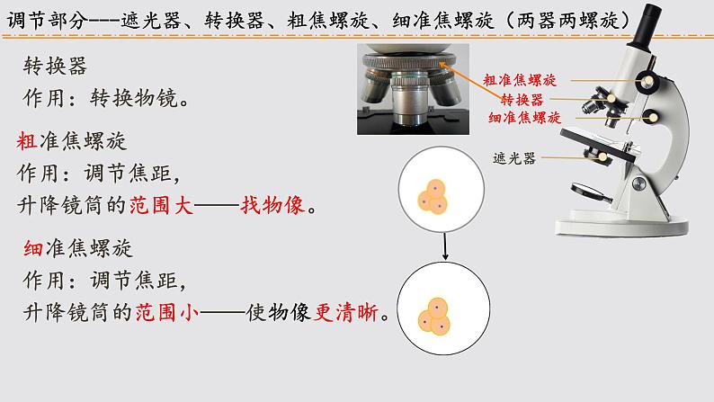 初中  生物  人教版（2024）  七年级上册  第一单元 生物和细胞  第二章 认识细胞  第一节 学习使用显微镜 课件第7页