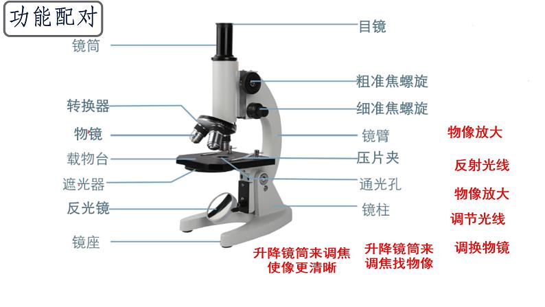 初中  生物  人教版（2024）  七年级上册  第一单元 生物和细胞  第二章 认识细胞  第一节 学习使用显微镜 课件第8页