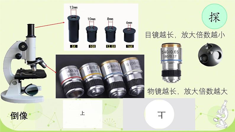 初中  生物  人教版（2024）  七年级上册  第一单元 生物和细胞  第二章 认识细胞  第一节 学习使用显微镜 课件第8页