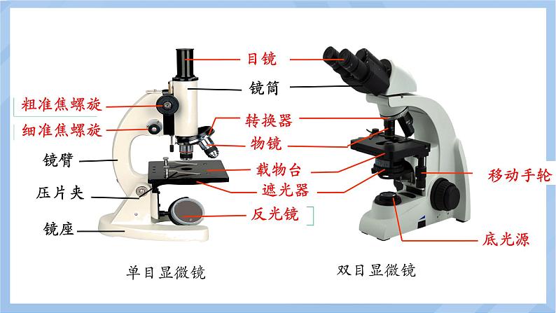 初中  生物  人教版（2024）  七年级上册  第一单元 生物和细胞  第二章 认识细胞  第一节 学习使用显微镜 课件第6页