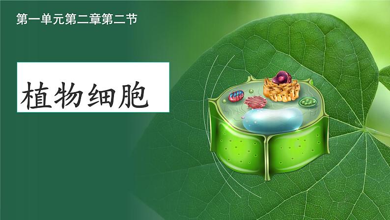 初中  生物  人教版（2024）  七年级上册  第一单元   第二章 认识细胞 第二节 植物细胞 课件01