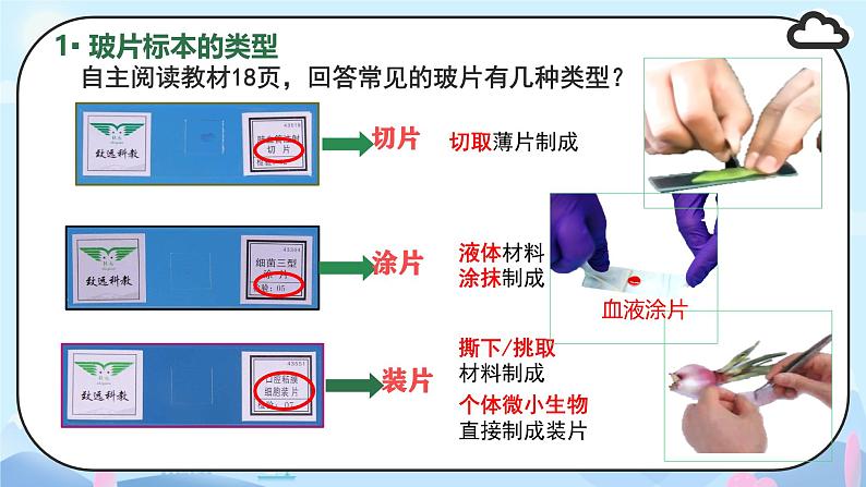 初中  生物  人教版（2024）  七年级上册  第一单元   第二章 认识细胞 第二节 植物细胞 课件04