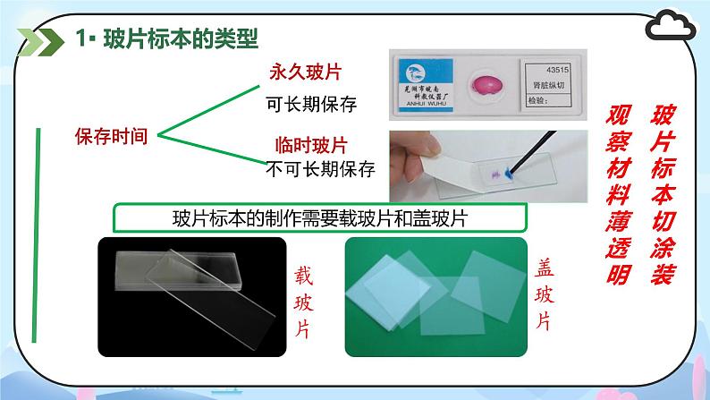 初中  生物  人教版（2024）  七年级上册  第一单元   第二章 认识细胞 第二节 植物细胞 课件05