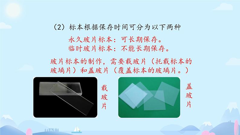 初中  生物  人教版（2024）  七年级上册  第一单元   第二章 认识细胞 第二节 植物细胞 课件06