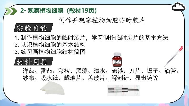 初中  生物  人教版（2024）  七年级上册  第一单元   第二章 认识细胞 第二节 植物细胞 课件08