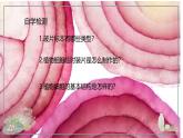 初中  生物  人教版（2024）  七年级上册  第一单元   第二章 认识细胞 第二节 植物细胞 课件