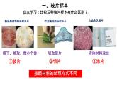 初中  生物  人教版（2024）  七年级上册  第一单元   第二章 认识细胞 第二节 植物细胞 课件