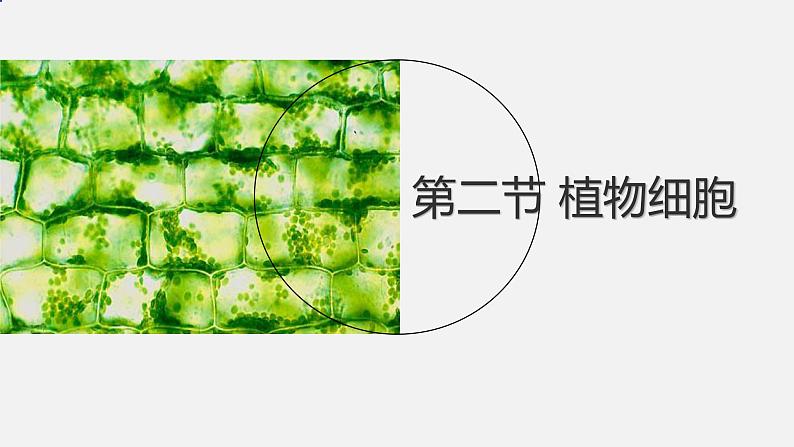 初中  生物  人教版（2024）  七年级上册  第一单元   第二章 认识细胞 第二节 植物细胞 课件01