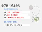 初中  生物  人教版（2024）  七年级上册  第一单元   第二章 认识细胞 第二节 植物细胞 课件