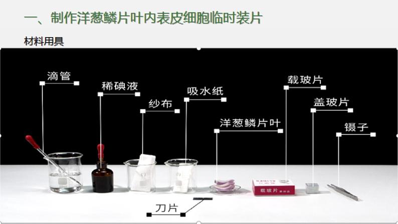 初中  生物  人教版（2024）  七年级上册  第一单元   第二章 认识细胞 第二节 植物细胞 课件07