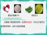初中  生物  人教版（2024）  七年级上册  第一单元   第二章 认识细胞 第二节 植物细胞 课件