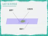 初中  生物  人教版（2024）  七年级上册  第一单元   第二章 认识细胞 第二节 植物细胞 课件