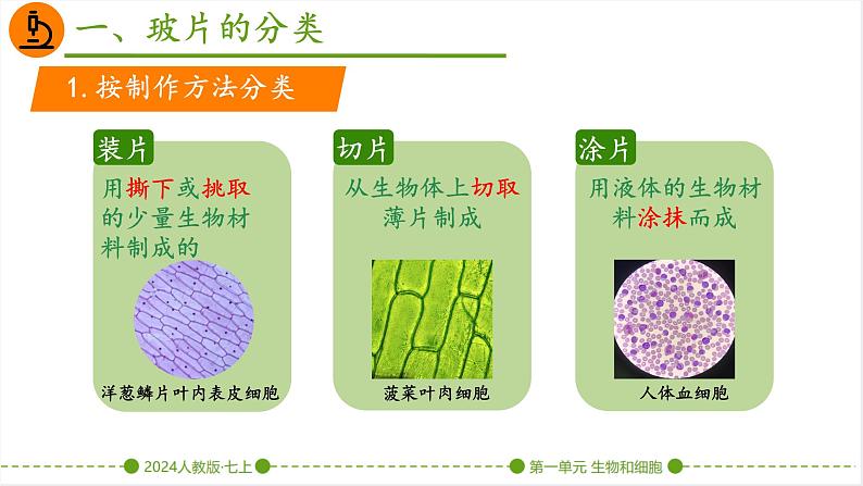 初中  生物  人教版（2024）  七年级上册  第一单元   第二章 认识细胞 第二节 植物细胞 课件06