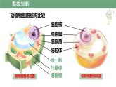 初中  生物  人教版（2024）  七年級上冊  第一單元   第二章 認(rèn)識細(xì)胞第三節(jié) 動物細(xì)胞 課件