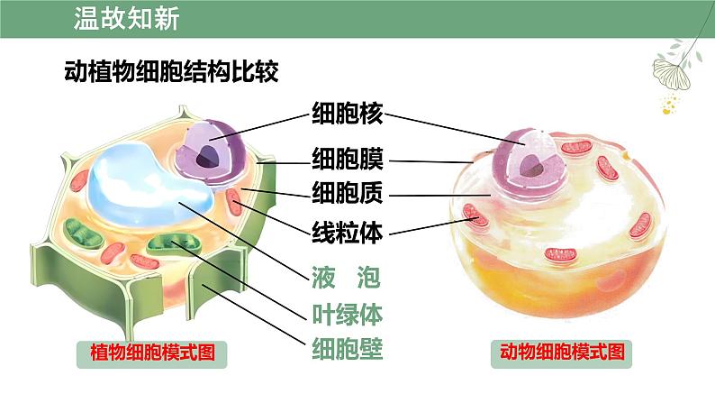 初中  生物  人教版（2024）  七年级上册  第一单元   第二章 认识细胞第三节 动物细胞 课件第4页