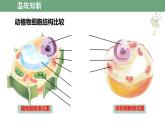 初中  生物  人教版（2024）  七年級上冊  第一單元   第二章 認(rèn)識細(xì)胞第三節(jié) 動物細(xì)胞 課件