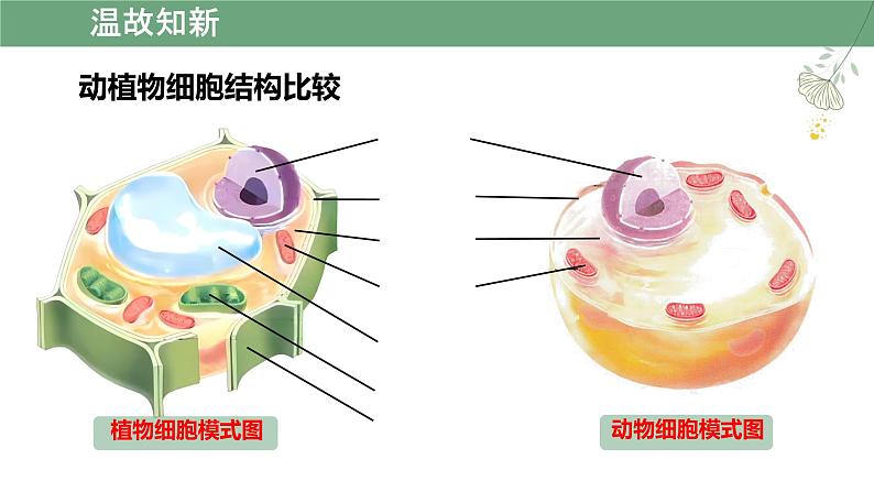 初中  生物  人教版（2024）  七年级上册  第一单元   第二章 认识细胞第三节 动物细胞 课件第5页