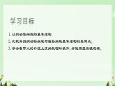 初中  生物  人教版（2024）  七年級上冊  第一單元   第二章 認(rèn)識細(xì)胞第三節(jié) 動物細(xì)胞 課件