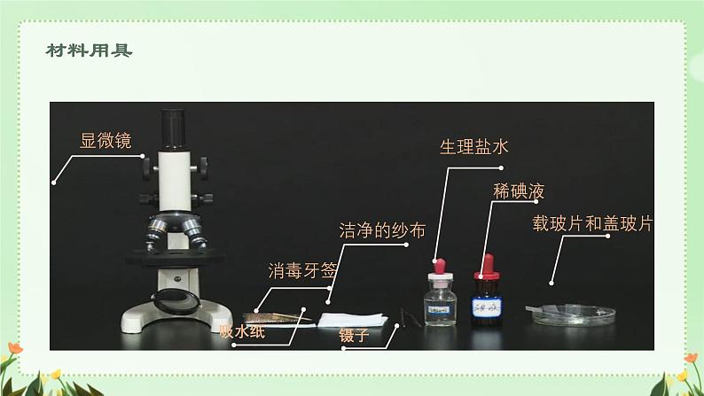 初中  生物  人教版（2024）  七年级上册  第一单元   第二章 认识细胞第三节 动物细胞 课件04