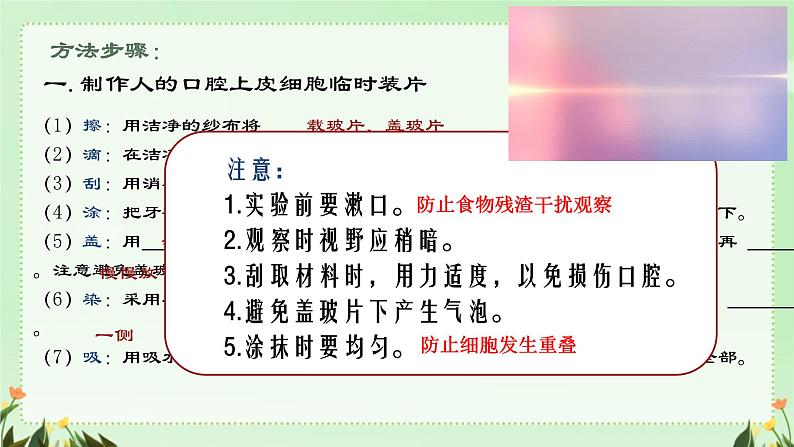 初中  生物  人教版（2024）  七年级上册  第一单元   第二章 认识细胞第三节 动物细胞 课件05