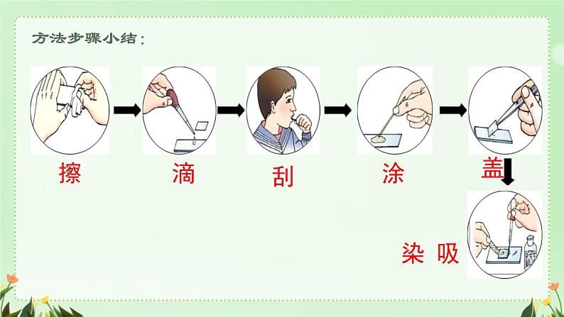 初中  生物  人教版（2024）  七年级上册  第一单元   第二章 认识细胞第三节 动物细胞 课件06