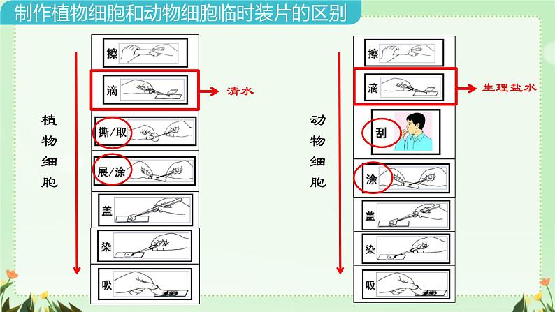 初中  生物  人教版（2024）  七年级上册  第一单元   第二章 认识细胞第三节 动物细胞 课件07