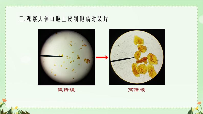 初中  生物  人教版（2024）  七年级上册  第一单元   第二章 认识细胞第三节 动物细胞 课件08