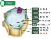 初中  生物  人教版（2024）  七年級上冊  第一單元   第二章 認(rèn)識細(xì)胞第三節(jié) 動物細(xì)胞 課件