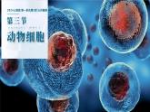 初中  生物  人教版（2024）  七年級上冊  第一單元   第二章 認(rèn)識細(xì)胞第三節(jié) 動物細(xì)胞 課件