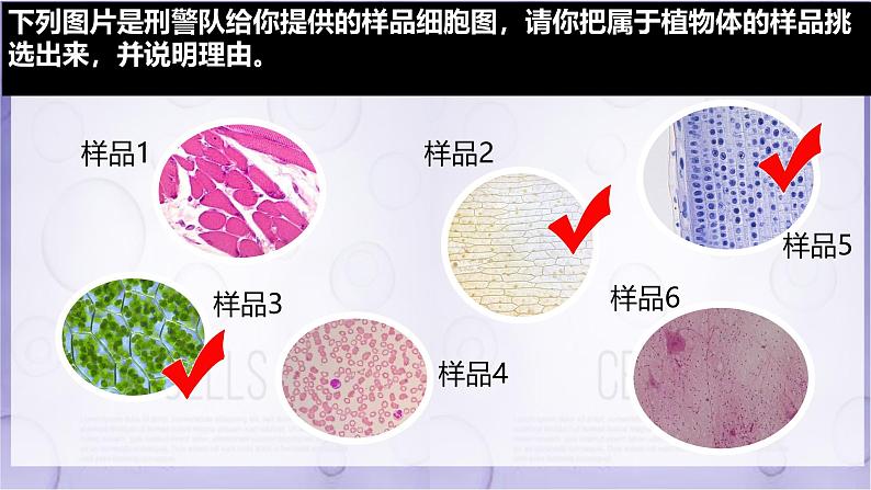 初中  生物  人教版（2024）  七年级上册  第一单元   第二章 认识细胞第三节 动物细胞 课件第3页