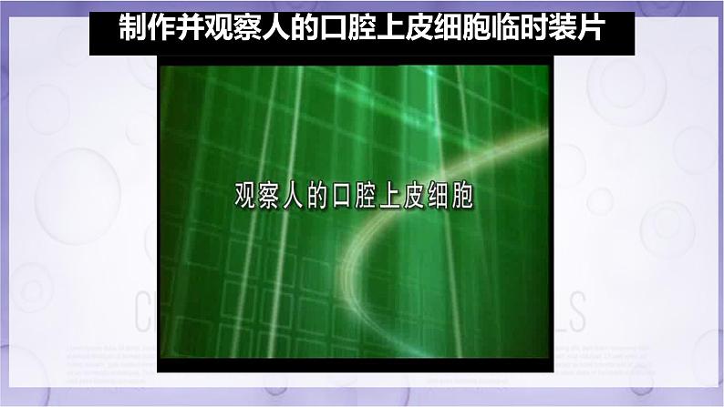 初中  生物  人教版（2024）  七年级上册  第一单元   第二章 认识细胞第三节 动物细胞 课件第5页