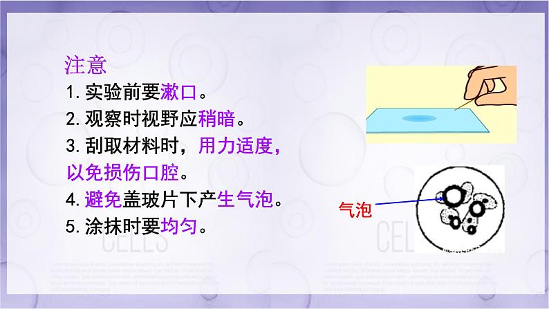 初中  生物  人教版（2024）  七年级上册  第一单元   第二章 认识细胞第三节 动物细胞 课件第6页