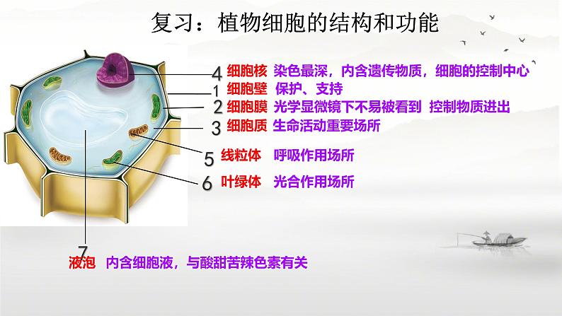 初中  生物  人教版（2024）  七年级上册  第一单元   第二章 认识细胞第三节 动物细胞 课件01