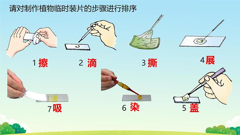 初中  生物  人教版（2024）  七年级上册  第一单元   第二章 认识细胞第三节 动物细胞 课件02