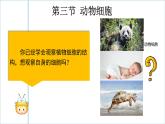 初中  生物  人教版（2024）  七年級上冊  第一單元   第二章 認(rèn)識細(xì)胞第三節(jié) 動物細(xì)胞 課件