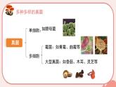 初中  生物  人教版（2024）  七年级上册（2024）  第二单元 多种多样的生物  第三章 微生物 第三节 真菌 课件