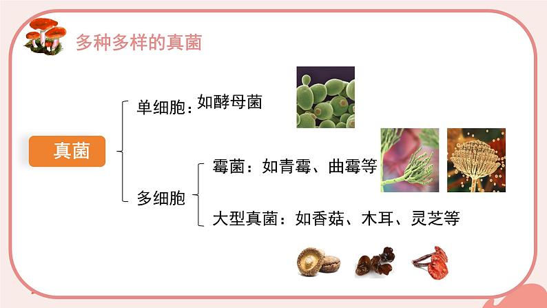 初中  生物  人教版（2024）  七年级上册（2024）  第二单元 多种多样的生物  第三章 微生物 第三节 真菌 课件第3页