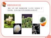 初中  生物  人教版（2024）  七年级上册（2024）  第二单元 多种多样的生物  第三章 微生物 第三节 真菌 课件