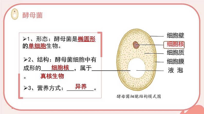 初中  生物  人教版（2024）  七年级上册（2024）  第二单元 多种多样的生物  第三章 微生物 第三节 真菌 课件第7页