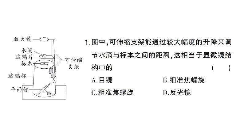 初中生物新人教版七年级上册期末跨学科实践作业课件2024秋第3页